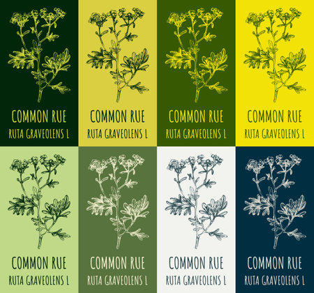 Set of drawing of COMMON RUE in various colors. hand drawn illustration. Latin name RUTA GRAVEOLENS L.のイラスト素材