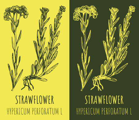 Drawings DWARF EVERLAST. hand drawn illustration. Latin name HELICHRYSUM ARENARIUM L.のイラスト素材
