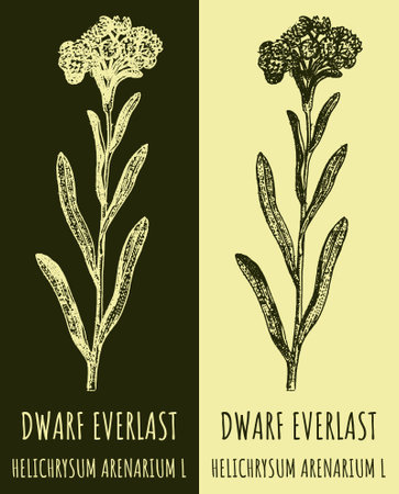 Drawings DWARF EVERLAST. hand drawn illustration. Latin name HELICHRYSUM ARENARIUM L.のイラスト素材