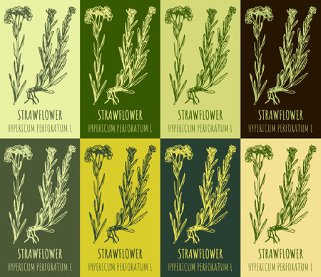 Set of drawing of DWARF EVERLAST in various colors. hand drawn illustration. Latin name HELICHRYSUM ARENARIUM L.のイラスト素材
