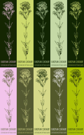 Set of drawing of COMMON CENTAURY in various colors. hand drawn illustration. Latin name CENTAURIUM HILL.のイラスト素材