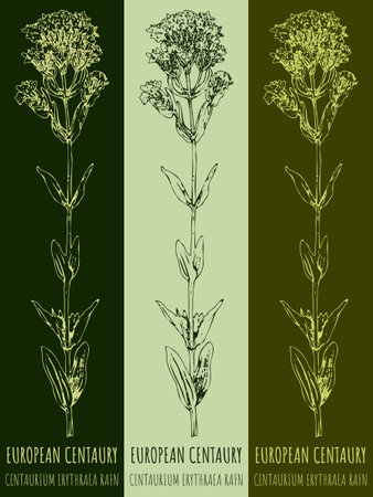 Drawings COMMON CENTAURY . hand drawn illustration. Latin name CENTAURIUM HILL.のイラスト素材