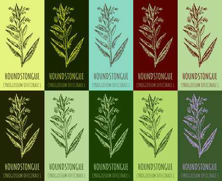 Set of drawing of HOUNDSTONGUE in various colors. hand drawn illustration. Latin name CYNOGLOSSUM OFFICINALE L.のイラスト素材