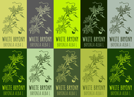 Set of drawing of WHITE BRYONY in various colors. hand drawn illustration. Latin name BRYONIA ALBA L.のイラスト素材