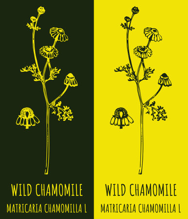 Drawings WILD CHAMOMILE . hand drawn illustration. Latin name MATRICARIA CHAMOMILLA L.のイラスト素材