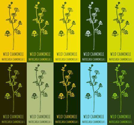 Set of drawing of WILD CHAMOMILE in various colors. hand drawn illustration. Latin name MATRICARIA CHAMOMILLA L.のイラスト素材