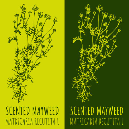 Drawings WILD CHAMOMILE . hand drawn illustration. Latin name MATRICARIA CHAMOMILLA L.のイラスト素材