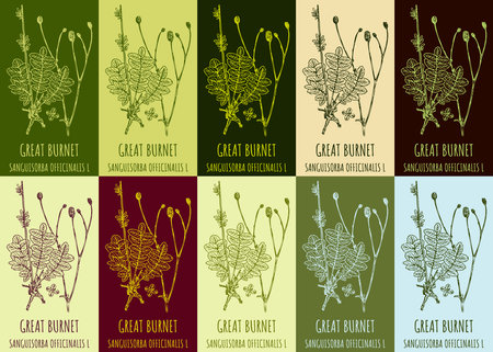 Set of drawing of GREAT BURNET in various colors. hand drawn illustration. Latin name SANGUISORBA OFFICINALIS L.のイラスト素材