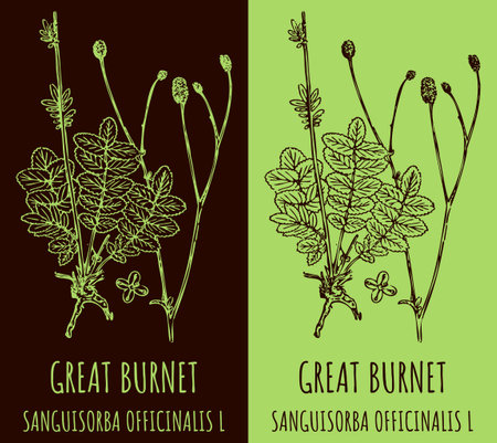 Drawings GREAT BURNET. hand drawn illustration. Latin name SANGUISORBA OFFICINALIS L.のイラスト素材