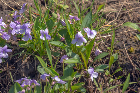 Viola mandshurica is a type of violet. spring flower manchurian violetの写真素材