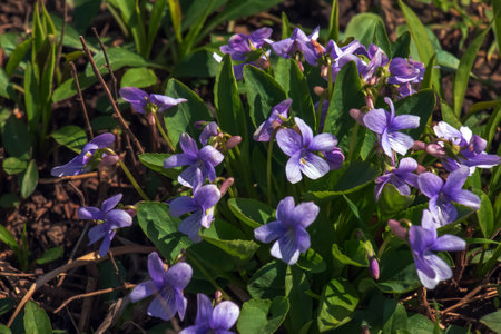 Viola mandshurica is a type of violet. spring flower manchurian violetの写真素材