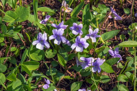 Viola mandshurica is a type of violet. spring flower manchurian violetの写真素材