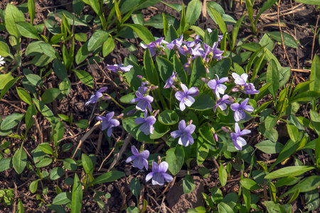 Viola mandshurica is a type of violet. spring flower manchurian violetの写真素材