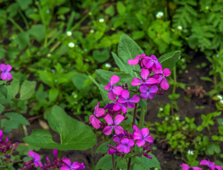 Lunaria annua, annual honesty flowers, Silver Dollar, Money Plant, flowering plant in the family Brassicaceae, native to the Balkans and south west Asiaの写真素材