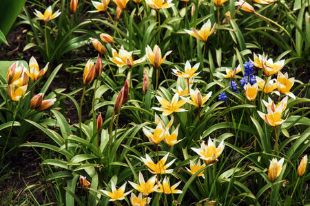 Late tulip lat. Tulipa tarda is a type of perennial, bulbous, herbaceous plants from the genus Tulip of the Liliaceae family.の写真素材