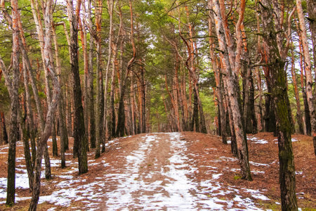 Evergreen pine forest with country road covered with snow in sunny daylight. Landscape photography of a natural forest. Green forest with an empty path. Path between peaceful forest trees.の写真素材