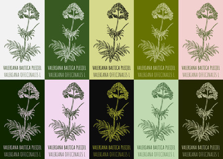 Set of drawing of VALERIANA BALTICA PLEIJEL in various colors. hand drawn illustration. Latin name VALERIANA OFFICINALIS L.のイラスト素材