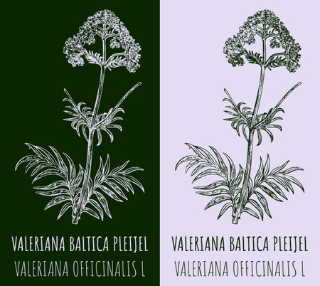 Drawings VALERIANA BALTICA PLEIJEL. hand drawn illustration. Latin name VALERIANA OFFICINALIS L.のイラスト素材