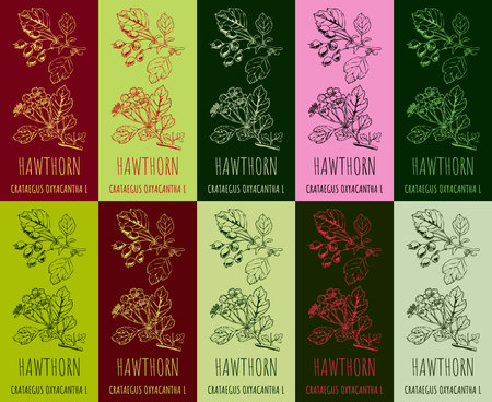 Set of drawing of HAWTHORN in various colors. hand drawn illustration. Latin name Crataegus laevigata.のイラスト素材