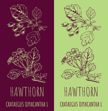 Drawings hand drawn illustration. Latin name Crataegus laevigata.のイラスト素材