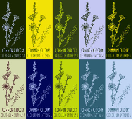 Set of drawing of COMMON CHICORY in various colors. hand drawn illustration. Latin name CICHORIUM INTYBUS L.のイラスト素材