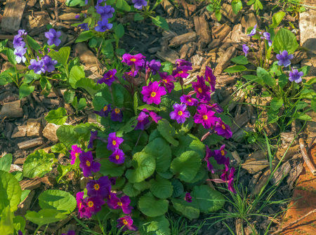 Pink primula vulgaris, primrose. Flowering Pink Primula or Primula Vulgaris. bright pink. Gardeningの写真素材