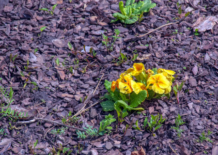 Primrose flowers or Primula vulgaris. Spring primroses flowers, primula polyanthus, white primroses in spring woods. Herbal Medicine, cough syrupの写真素材