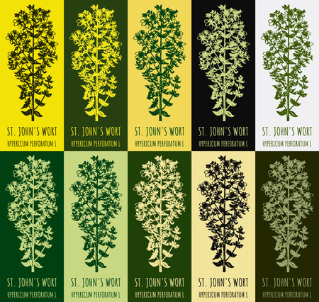 Set of drawing of ST. JOHN'S WORT in various colors. hand drawn illustration. Latin name HYPERICUM PERFORATUM L.のイラスト素材