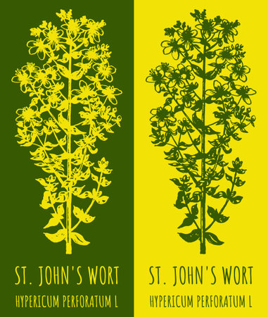 Drawings ST. JOHN'S WORT. hand drawn illustration. Latin name HYPERICUM PERFORATUM L.のイラスト素材