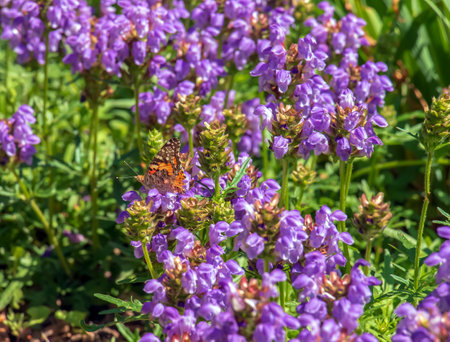 Prunella vulgaris L known as common self-heal, heal-all, woundwort, heart-of-the-earth, carpenter's herb, brownwort and blue curls.の写真素材