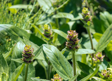 Prunella vulgaris L known as common self-heal, heal-all, woundwort, heart-of-the-earth, carpenter's herb, brownwort and blue curls.の写真素材