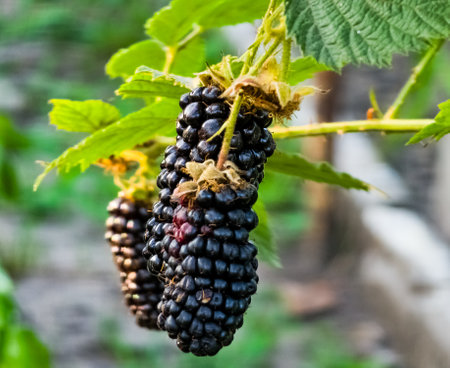 Blackberries on a green branch. Ripe blackberries. Delicious black berry growing on the bushes. Berry fruit drink. Juicyberry on a branch.の写真素材