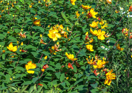 Yellow Flower, Hooker's St. Johnswort, Hypericum hookerianum, found in Thailand at Doi Intanon, Chiangmai only, looks like Camelliaの写真素材