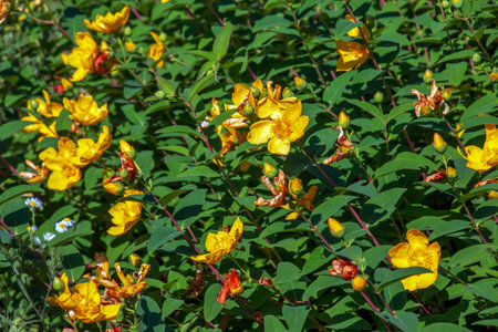 Yellow Flower, Hooker's St. Johnswort, Hypericum hookerianum, found in Thailand at Doi Intanon, Chiangmai only, looks like Camelliaの写真素材