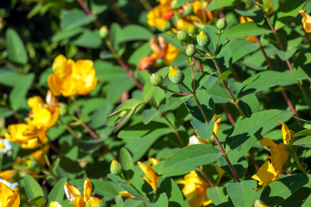 Yellow Flower, Hooker's St. Johnswort, Hypericum hookerianum, found in Thailand at Doi Intanon, Chiangmai only, looks like Camelliaの写真素材