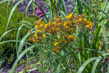 Close-up of a flowering medicinal herb John's wort. Latin name Hypericum perforatum L.の写真素材