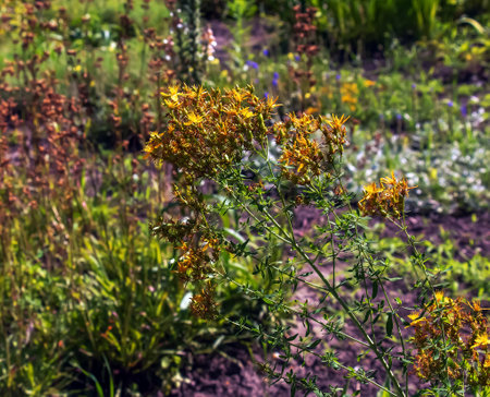Close-up of a flowering medicinal herb John's wort. Latin name Hypericum perforatum L.の写真素材