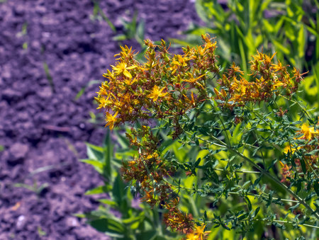 Close-up of a flowering medicinal herb John's wort. Latin name Hypericum perforatum L.の写真素材