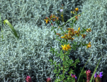 Close-up of a flowering medicinal herb John's wort. Latin name Hypericum perforatum L.の写真素材