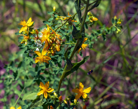 Close-up of a flowering medicinal herb John's wort. Latin name Hypericum perforatum L.の写真素材