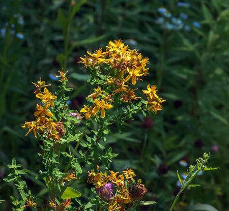 Close-up of a flowering medicinal herb John's wort. Latin name Hypericum perforatum L.の写真素材