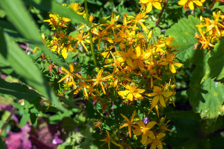 Close-up of a flowering medicinal herb John's wort. Latin name Hypericum perforatum L.の写真素材