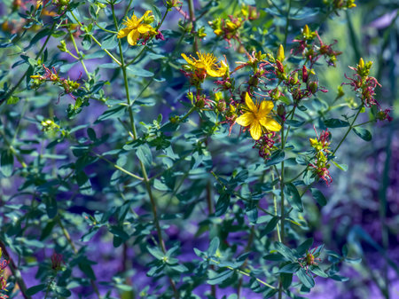 Close-up of a flowering medicinal herb John's wort. Latin name Hypericum perforatum L.の写真素材