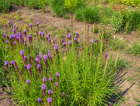 Purple Liatris spicata L flowers close up. Liatris is a genus of ornamental plants in the Asteraceae familyの写真素材