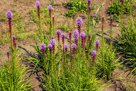 Purple Liatris spicata L flowers close up. Liatris is a genus of ornamental plants in the Asteraceae familyの写真素材
