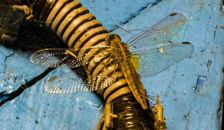 Large common shore dragonfly female close-up on the wall of the house.の写真素材