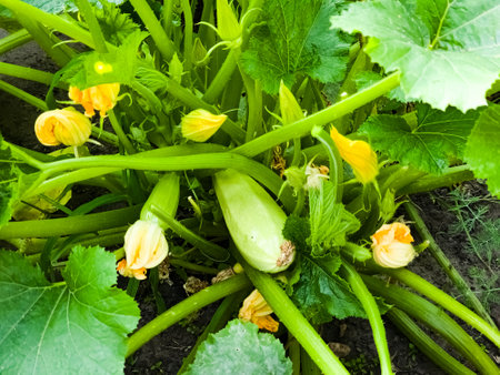 Close-up of large green fruits and yellow flowers of zucchini growing on a plant in a garden.の写真素材