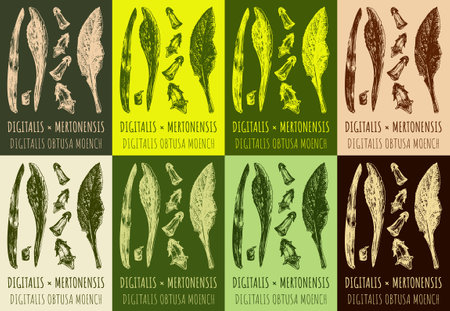 Set of vector drawing DIGITALIS or MERTONENSIS in various colors. hand drawn illustration. The Latin name is DIGITALIS OBTUSA MOENCH.のイラスト素材