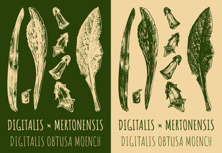 Drawing DIGITALIS or MERTONENSIS. hand drawn illustration. The Latin name is DIGITALIS OBTUSA MOENCH.のイラスト素材