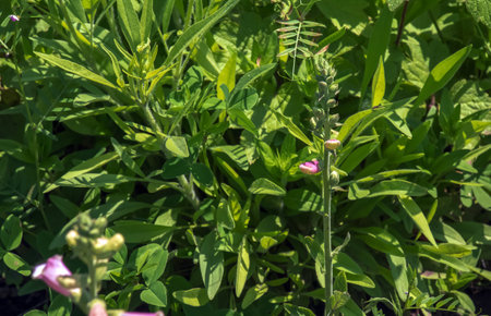 Digitalis grandiflora, foxglove, poisonous and toxic flower. Digitalis purpurea flower.の写真素材
